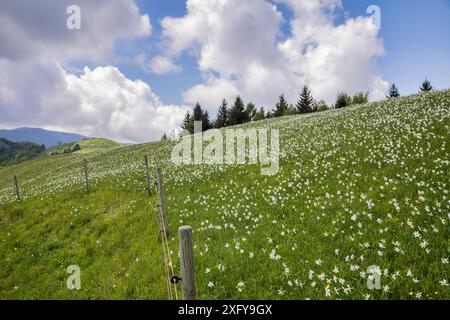 Moltitudine del narciso del poeta (Narcissus poeticus) in fiore sulle colline del Monte Garda, Lentiai, provincia di Belluno, Veneto, Italia Foto Stock