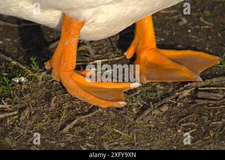 i piedi arancioni sull'anatra bianca da vicino Foto Stock