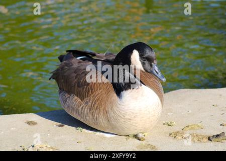 oca che dorme sulla roccia vicino al bordo dell'acqua Foto Stock