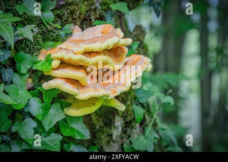 Polipo zolfo comune (Laetiporus sulfureus) e foglie di edera che si arrampicano su un tronco, Sedico, Belluno, Veneto, Italia Foto Stock