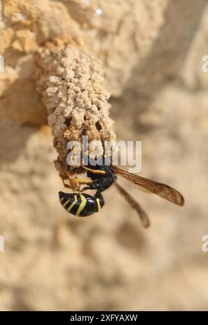 La comune vespa del camino (Odynerus spinipes) si sviluppa all'ingresso del nido Foto Stock