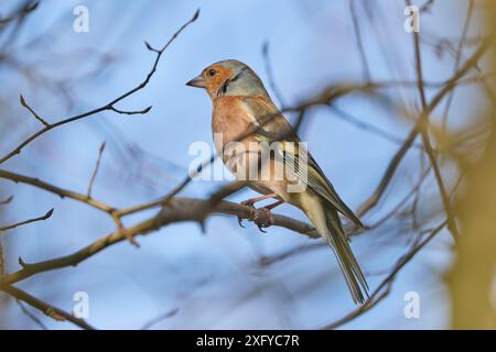 Fringuello, Fringilla coelebs Foto Stock