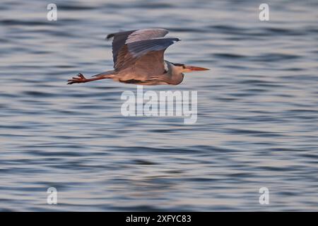 Heron, Grey Heron, Ardea cinerea Foto Stock