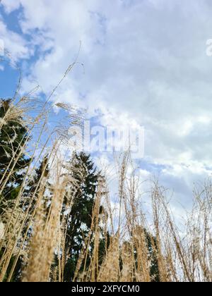 Pampas erba asciutta di fronte al cielo nuvoloso blu, scatti all'aperto in natura, Germania Foto Stock