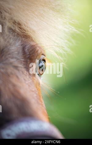 Pony delle Shetland primo piano occhio e testa Foto Stock