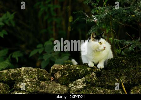 Gatto domestico in bianco e nero è in viaggio attraverso il giardino sotto il sole estivo Foto Stock