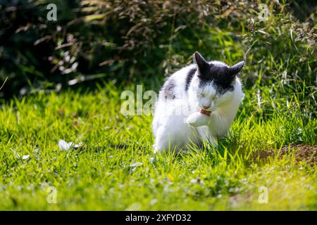 Gatto domestico in bianco e nero è in viaggio attraverso il giardino sotto il sole estivo Foto Stock