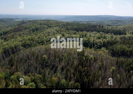 Vista sulle foreste della bassa catena montuosa di Harz, Michwald, alberi morti, Hüttenrode, Sassonia-Anhalt, Germania Foto Stock