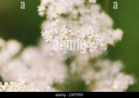 Meadowsweet nel giardino botanico di Gütersloh Foto Stock