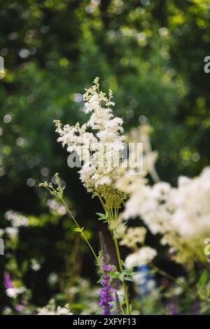 Meadowsweet nel giardino botanico di Gütersloh Foto Stock