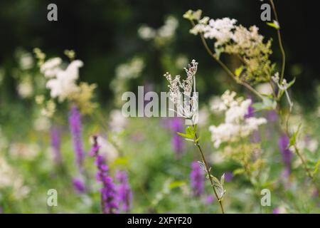 Meadowsweet nel giardino botanico di Gütersloh Foto Stock