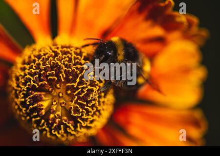 Girasole con bumblebee Foto Stock