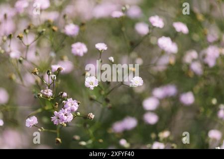 Garden gypsophila, Gypsophila paniculata Foto Stock