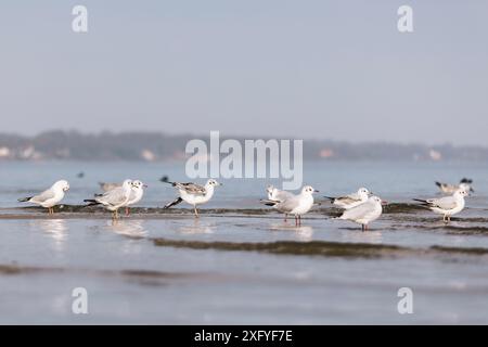 Gabbiani risi sulla spiaggia della località balneare Baltica di Flensburg Klues Foto Stock