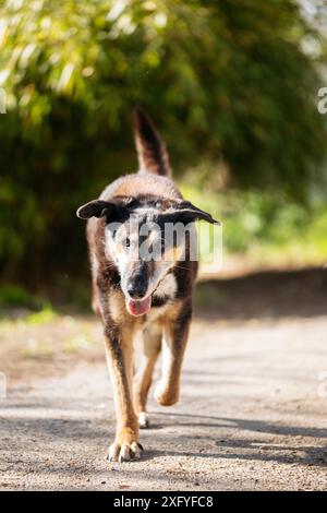 Un vecchio cane mongrel che corre in giardino Foto Stock