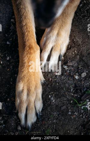 Zampe anteriori di un grande cane da scimmia Foto Stock