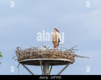 Progenie di cicogna a Wichmar (Turingia). Foto Stock