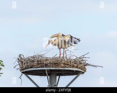 Progenie di cicogna a Wichmar (Turingia). Foto Stock