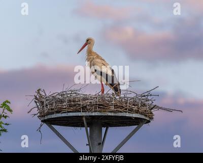 Progenie di cicogna a Wichmar (Turingia). Foto Stock