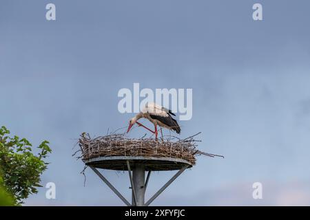 Progenie di cicogna a Wichmar (Turingia). Foto Stock