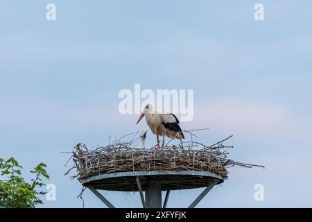 Progenie di cicogna a Wichmar (Turingia). Foto Stock