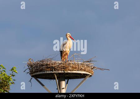 Progenie di cicogna a Wichmar (Turingia). Foto Stock