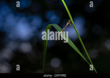 Blue featherleg (Platycnemis pennipes) Foto Stock