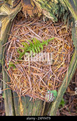Legno, foglie di felce e cono di larice su aghi di pino, natura morta Foto Stock