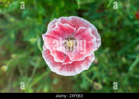 Un primo piano di un bellissimo fiore di papavero rosa e bianco in piena fioritura con uno sfondo verde sfocato. Foto Stock