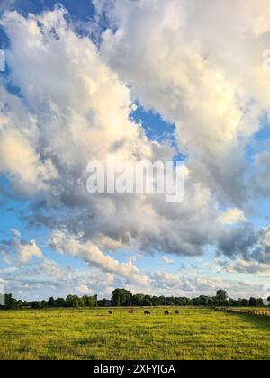 Mucche che pascolano pacificamente in un prato in un ambiente rurale alla luce della sera in un giorno d'estate, Renania settentrionale-Vestfalia, Germania Foto Stock