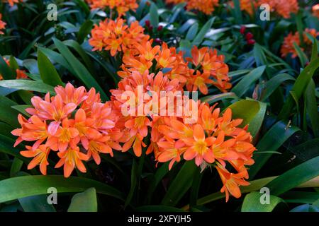 Palazzo Monte, Giardino tropicale, quartiere Monte, Funchal, Isola di Madeira, Ilha de Madeira, Oceano Atlantico, Portogallo Foto Stock