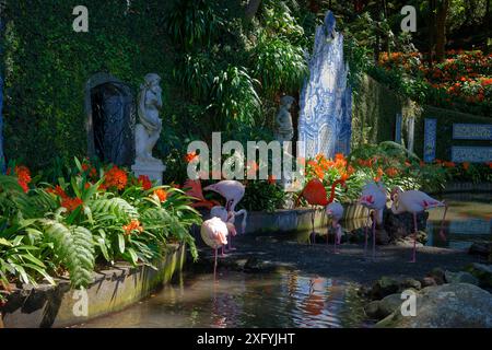 Fenicotteri nel Palazzo Monte, Giardino tropicale, quartiere Monte, Funchal, Isola di Madeira, Ilha de Madeira, Oceano Atlantico, Portogallo Foto Stock