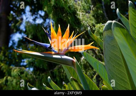 Palazzo Monte, Giardino tropicale, quartiere Monte, Funchal, Isola di Madeira, Ilha de Madeira, Oceano Atlantico, Portogallo Foto Stock