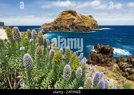 Paesaggio costiero con bugloss di Madeira viper (Echium nervosum) da Porto Moniz, Ilha de Madeira, Oceano Atlantico, Isola di Madeira, Portogallo Foto Stock