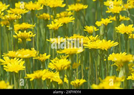 Una radura di fiori gialli luminosi in un prato verde. Wall hawkweed o Hieracium murorum Foto Stock