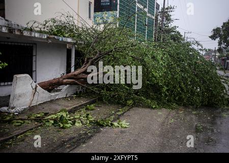 Tulum, Messico. 5 luglio 2024. Alberi caduti dopo il passaggio dell'uragano "Beryl". I forti venti dell'uragano hanno rovesciato alberi, piloni elettrici e case coperte. Secondo il capo della difesa civile messicana Velazquez, il 50% del potere fu tagliato a Tulum, tra gli altri luoghi. Crediti: Felix Marquez/dpa/Alamy Live News Foto Stock