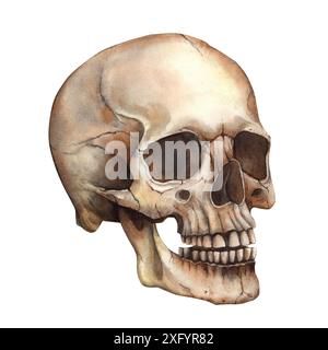 Cranio anotomico ad acquerello realistico. Illustrazione ad acquerello dipinta a mano in stile gotico e vintage. Decorazione di Halloween, simbolo dei Mexi Foto Stock