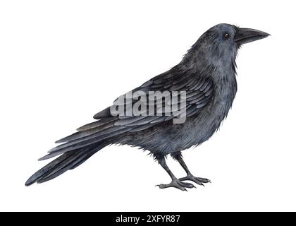 Nero corvo realistico. Illustrazione ad acquerello manuale su uno sfondo isolato in stile animalista. Per il design e la gioielleria per Halloween, Foto Stock