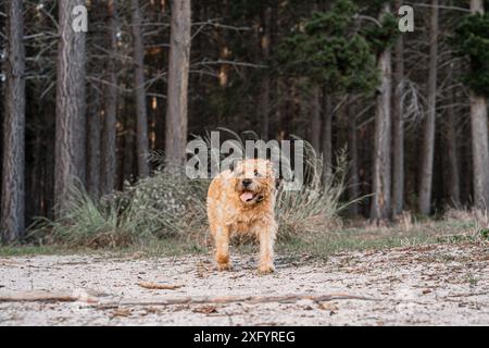 Un bel Border terrier nella foresta con alberi sullo sfondo. Foto Stock