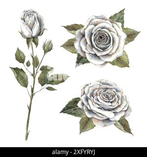 Rose bianche in tonalità fredde con foglie verdi. Set di acquerelli disegnati a mano in stile botanico. Per design e decorazioni, biglietti e inviti per Hall Foto Stock