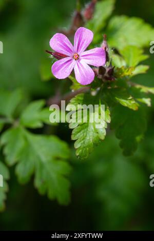 Macro shot di un fiore di Herb Robert (geranium robertianum) in fiore Foto Stock