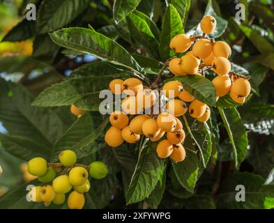 Frutti di loquat che crescono e maturano tra il fogliame verde e il primo piano degli alberi. Foto Stock