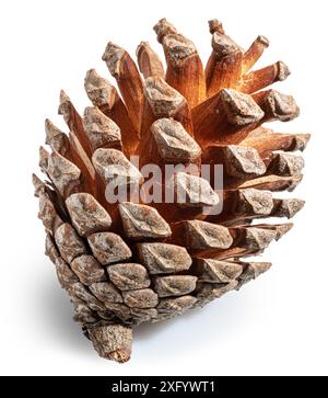 Cono di conifere o cono di cedro isolato su sfondo bianco. Il file contiene il percorso di ritaglio. Foto Stock