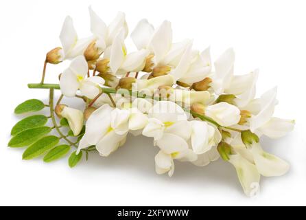 Racema di fiori di acacia in fiore con foglie verdi su sfondo bianco. Foto Stock