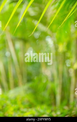 Culmi e foglie di bambù verde bokeh. Motivo o sfondo estivo tropicale verde chiaro. Foto Stock