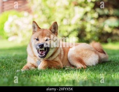 Ritratto del simpatico cucciolo Shiba Inu disteso nell'erba del giardino. Sfondo naturale sfocato. Foto Stock