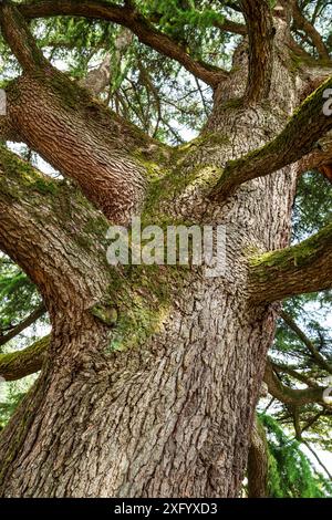 Vista dal basso dell'enorme tronco di abete rosso ricoperto di muschio. Incredibile sfondo fiabesco della natura. Foto Stock