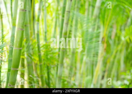 Culmi e foglie di bambù verde bokeh. Motivo o sfondo estivo tropicale verde chiaro. Foto Stock