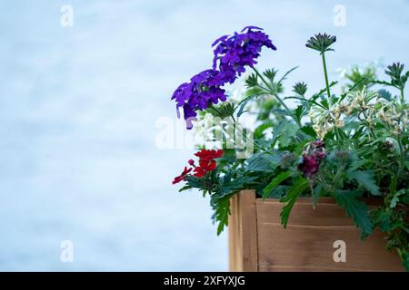 Una pentola di legno con Verbena Blue, Purple, Red. I fiori di Verbena Hybrida ne escono. Foto Stock