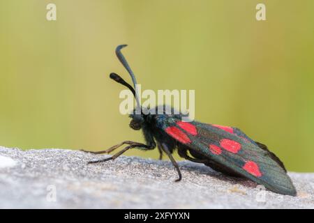 Sei punti burnett Moth nel Southampton Old Cemetery Foto Stock